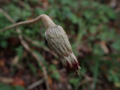 Gerbera cordata