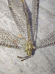 Brachynemurus versutus