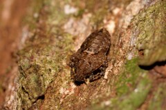 Errotasa neovalesiaca