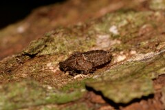 Errotasa neovalesiaca