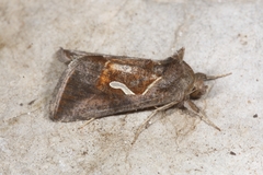 Macdunnoughia confusa