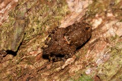 Errotasa neovalesiaca