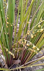 Lomandra gracilis