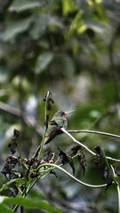 Hylocharis chrysura