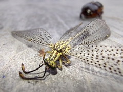 Brachynemurus versutus