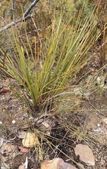 Lomandra gracilis