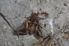 Macdunnoughia confusa