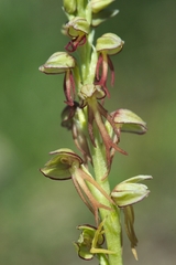 Orchis anthropophora