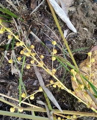 Lomandra gracilis
