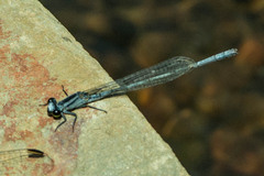 Pseudagrion kersteni