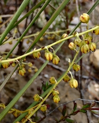 Lomandra gracilis