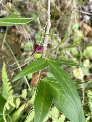 Passiflora suberosa
