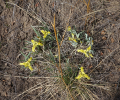 Iris humilis