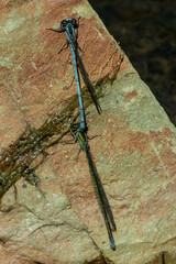 Pseudagrion kersteni