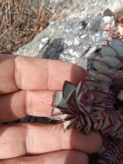 Crassula rupestris