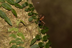 Leptomyrmex nigriventris