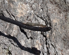 Xanthocnemis zealandica