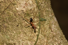 Leptomyrmex nigriventris