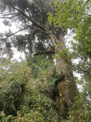Tsuga chinensis