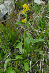 Solidago virgaurea minuta