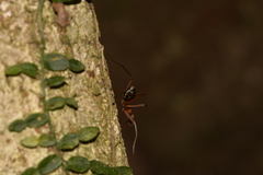 Leptomyrmex nigriventris