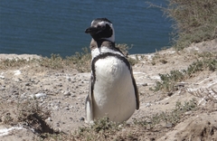 Spheniscus magellanicus