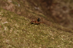 Leptomyrmex nigriventris