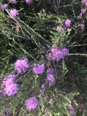 Melaleuca thymifolia