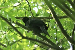 Eudynamys orientalis