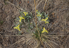 Iris humilis