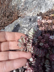 Crassula rupestris