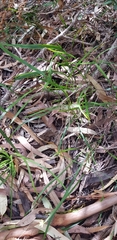 Tricoryne anceps