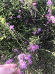 Melaleuca thymifolia