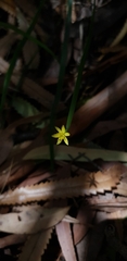 Tricoryne anceps