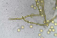 Oligonema persimile