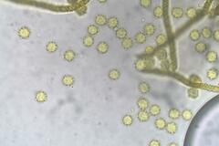 Oligonema persimile