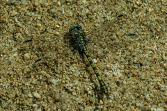 Paragomphus cognatus