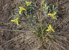 Iris humilis