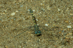 Paragomphus cognatus