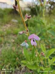 Desmodium glabellum
