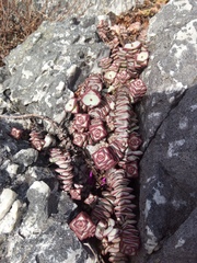 Crassula rupestris