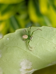 Diaea ambara