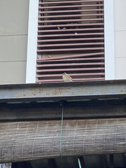 Passer montanus malaccensis