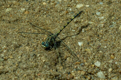 Paragomphus cognatus