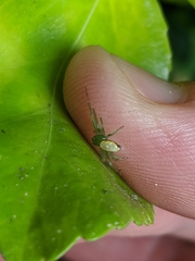 Diaea ambara
