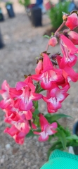 Penstemon