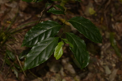 Pennantia cunninghamii