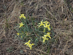 Iris humilis