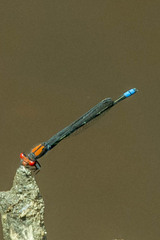 Pseudagrion massaicum