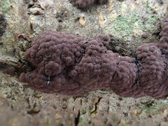 Hypoxylon rubiginosum